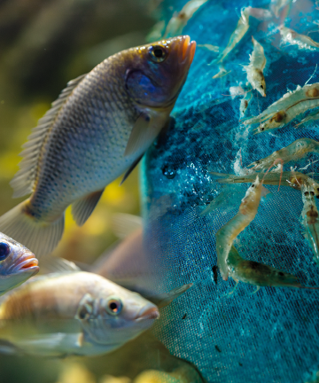 Aquicultura